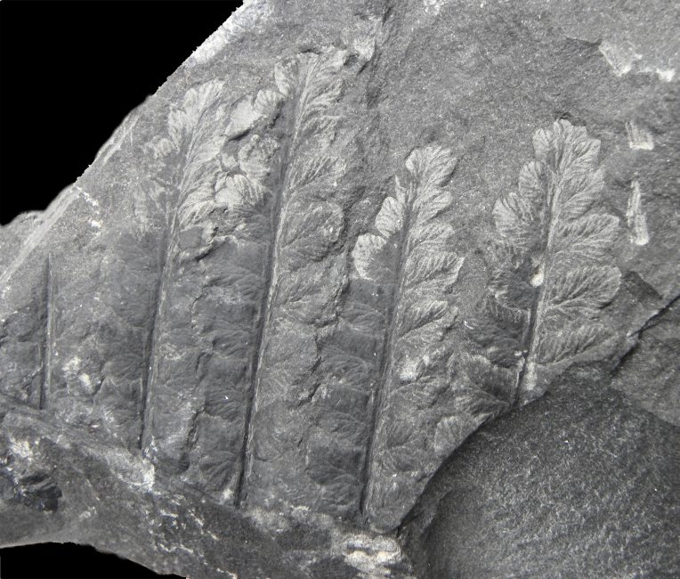 Fortopteris latifolia